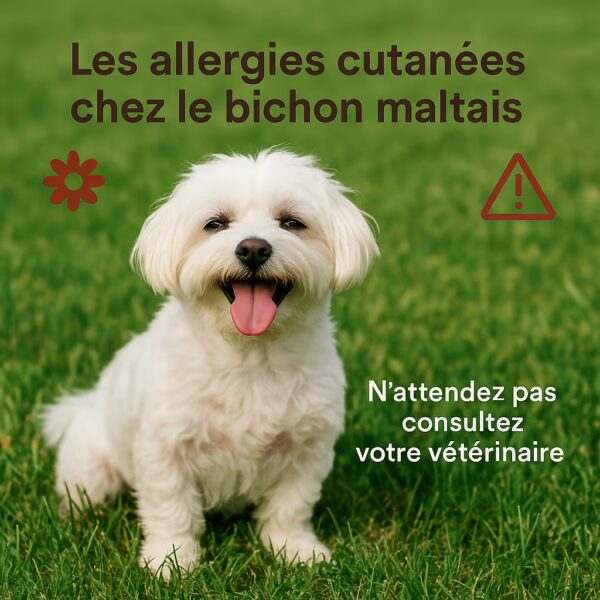 Bichon maltais assis dans l’herbe, texte n’attendez pas consultez votre vétérinaire