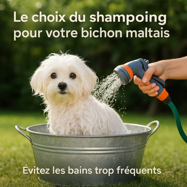 Bichon maltais mouillé dans une bassine au jardin, jet de douche à faible pression pour rincer le shampooing