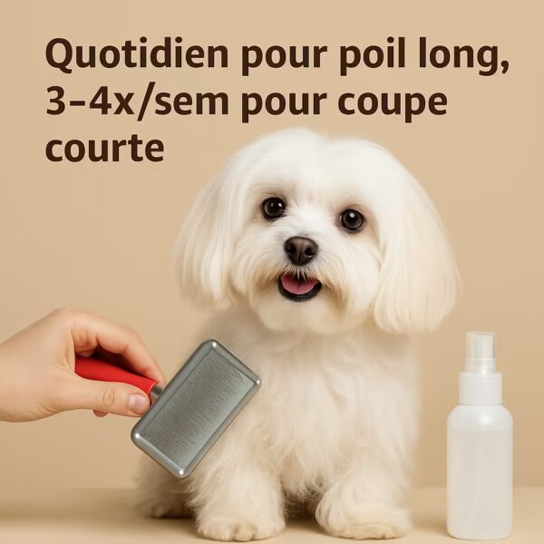 Bichon maltais en studio avec brosse et spray démêlant, texte fréquence quotidien poil long, 3–4×/semaine coupe courte