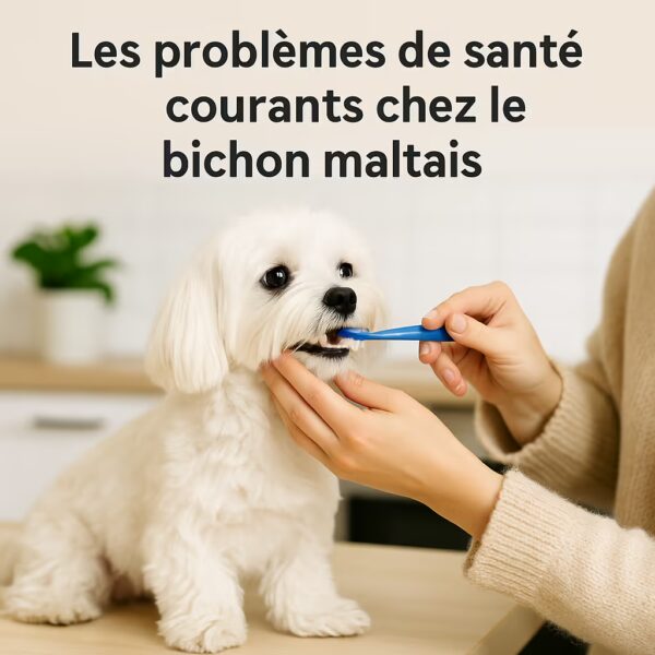 Bichon maltais sur un plan de travail pendant un brossage des dents avec brosse bleue, texte problèmes de santé courants