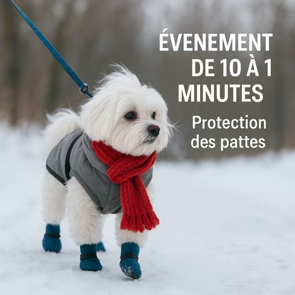 Bichon maltais en manteau et bottines marchant sur sentier enneigé, laisse bleue, conseil protection des pattes