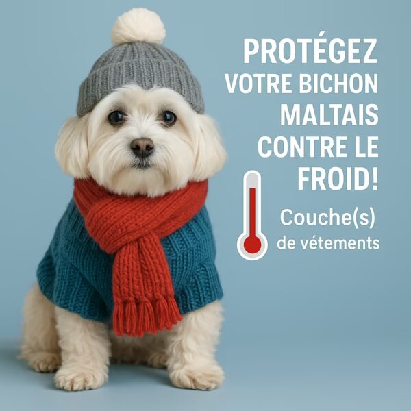 Bichon maltais en studio portant pull, écharpe et bonnet, pictogramme thermomètre et message protéger du froid