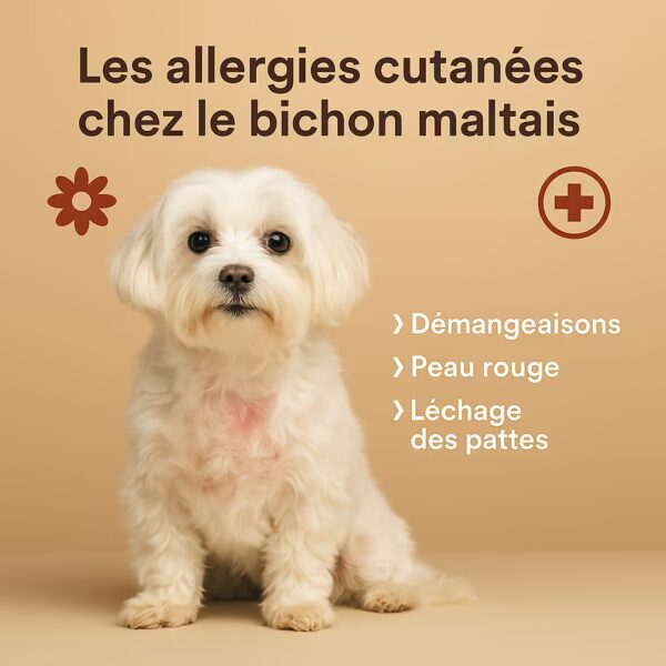 Bichon maltais en studio avec rougeur au poitrail et liste démangeaisons, peau rouge, léchage des pattes