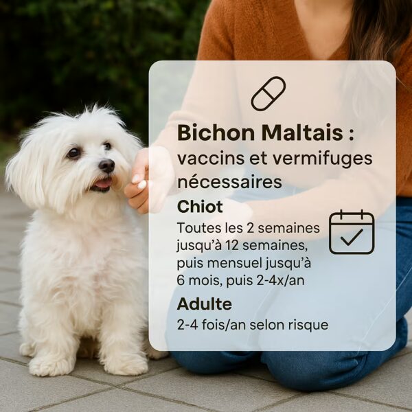 Femme donnant un comprimé à un bichon maltais au jardin avec encart indiquant fréquence du vermifuge chiot et adulte