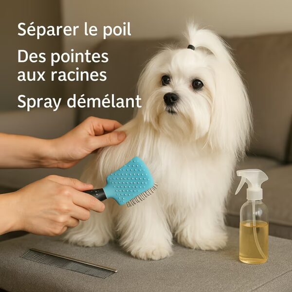 Bichon maltais sur canapé, brossage avec brosse à picots et spray démêlant, texte séparer le poil, des pointes aux racines