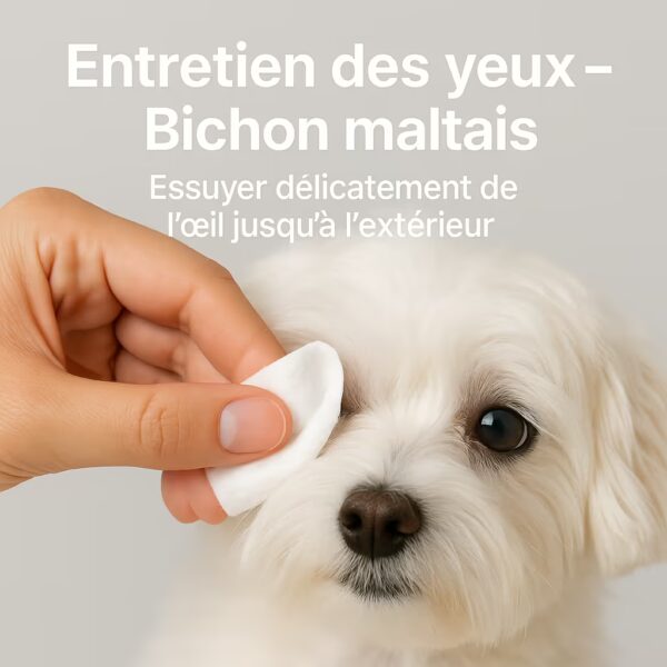 Main nettoyant délicatement l’œil d’un bichon maltais avec un coton, fond studio clair