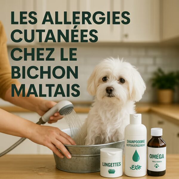 Bichon maltais dans une bassine pendant un rinçage, flacons shampoing hypoallergénique, lingettes et huile d’oméga sur le plan de travail