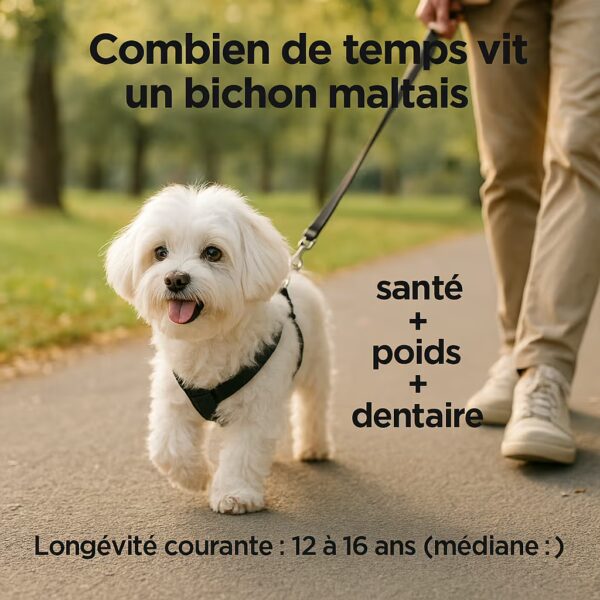 Bichon maltais âgé marchant en harnais au parc, texte santé + poids + dentaire