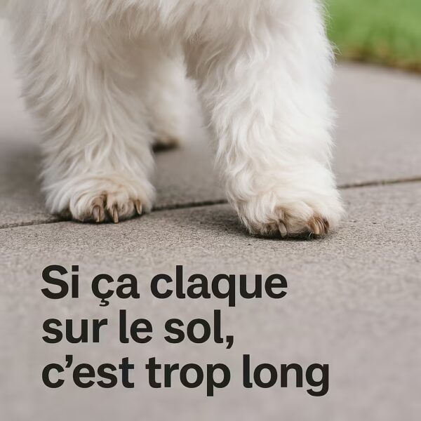 Pattes d’un bichon maltais marchant sur trottoir, on voit les griffes toucher le sol avec texte si ça claque c’est trop long
