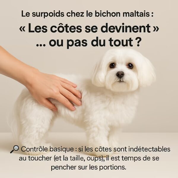 Main palpant doucement les cĂŽtes dâun bichon maltais en studio pour Ă©valuer le surpoids