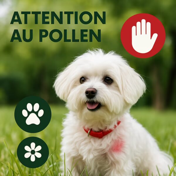 Bichon maltais assis dans l’herbe, pictos fleur et patte, texte attention au pollen