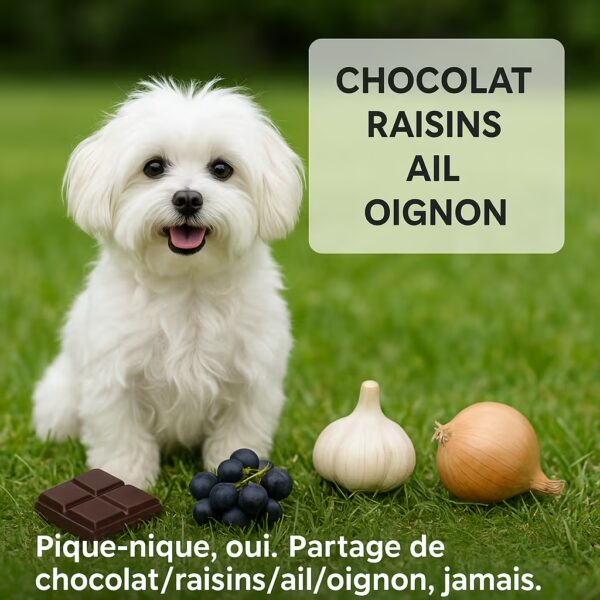 Bichon maltais assis sur lâherbe, Ă cĂŽtĂ© de chocolat, raisins, ail et oignon, encart listant les dangers