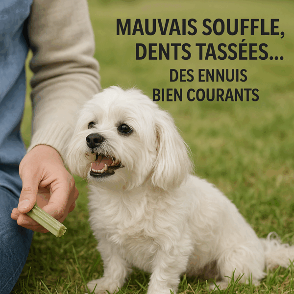 Bichon maltais au parc avec un bâton dans la bouche, humain proposant un jouet dentaire texturé