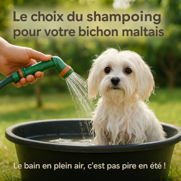 Bichon maltais lavé dans une bassine galvanisée, texte rappelant d’éviter les bains trop fréquents