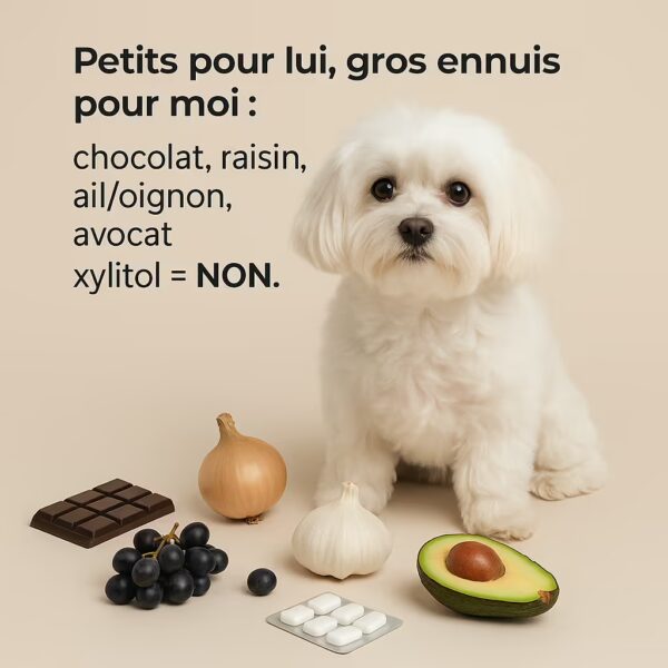 Bichon maltais en studio entouré d’aliments toxiques : chocolat, raisins, avocat, ail, oignon, chewing-gum au xylitol