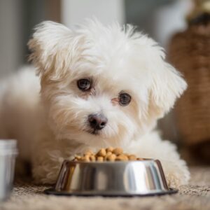 les croquettes pour le bichon maltais