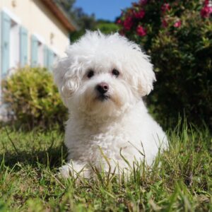 Combien de temps vit un bichon maltais ?